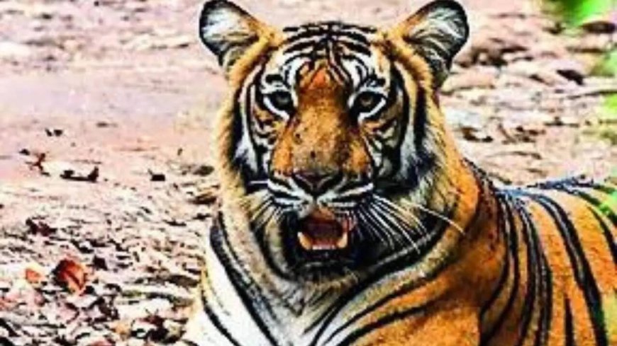 5 tigers die in Karnataka's wildlife sanctuary, poisoning suspected