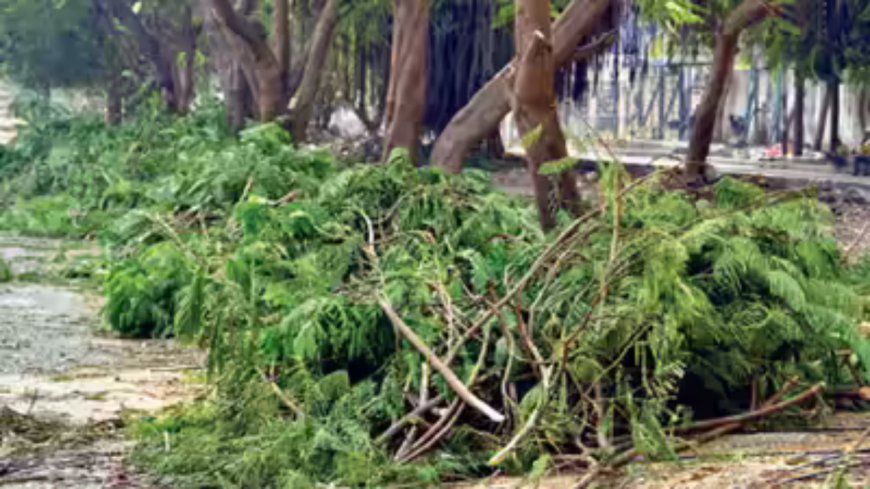 Green min outlines rules for felling of trees in agri land