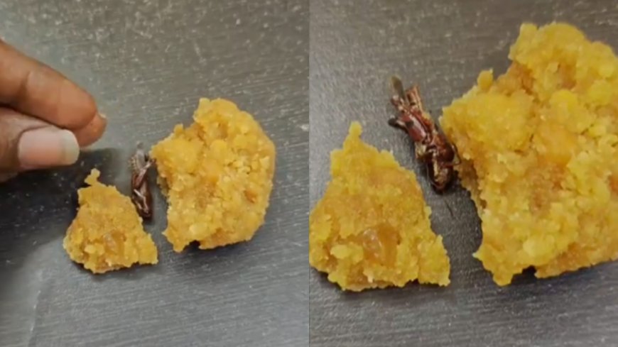 Cockroach in Srisailam laddoo? Devotee flags hygiene concern; Andhra temple investigating CCTV footage