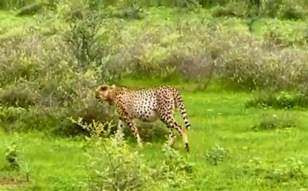 Glimpses from Kuno! Video shows Cheetahs Agni and Vayu after hunting; cubs resting
