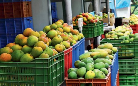Mango Map: Where the King of Fruits Reigns Supreme