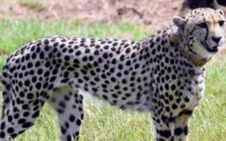 Female cheetah dies of injuries at Kuno