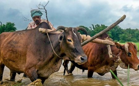 For most Indian farmers, costs grow faster than income