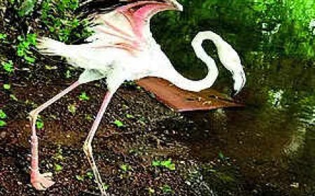 After leg amputated due to injury, flamingo may fly with prosthesis