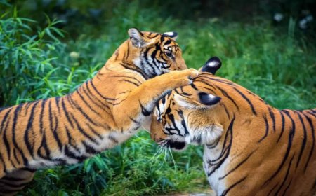 SC asks Karnataka, Centre to act on 5 tigers' death