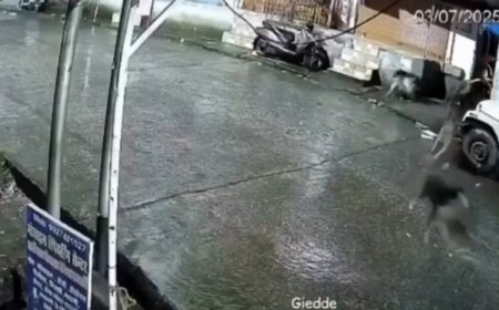 Leopard or cat?: Dogs chase animal before they find out what it actually is - watch viral video