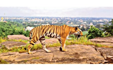 Bhopal’s ‘urban tigers’ & humans live and let live