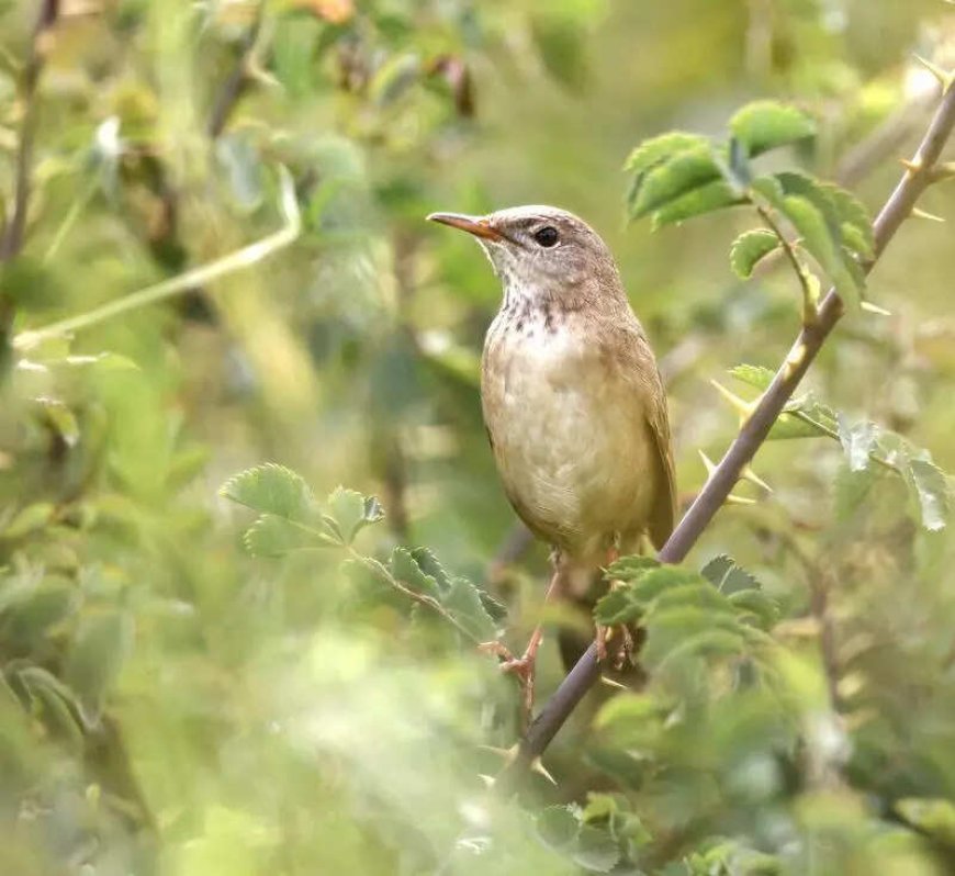 Elusive warbler spotted in Ladakh after 46-year gap