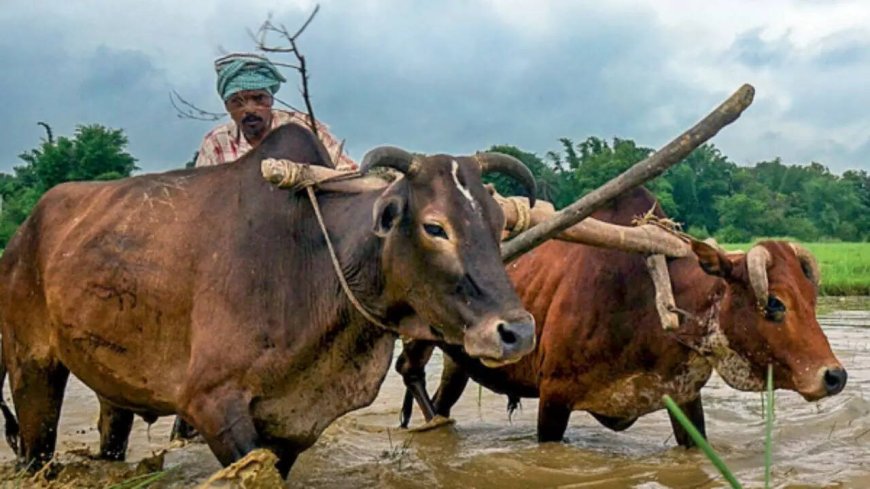For most Indian farmers, costs grow faster than income