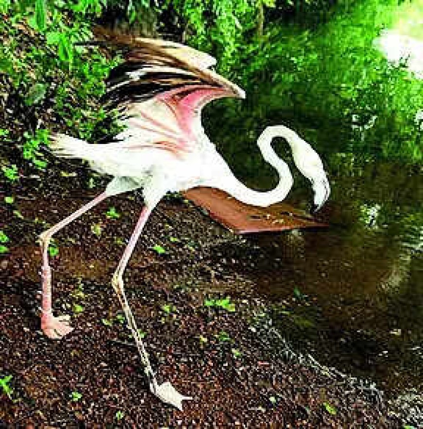 After leg amputated due to injury, flamingo may fly with prosthesis