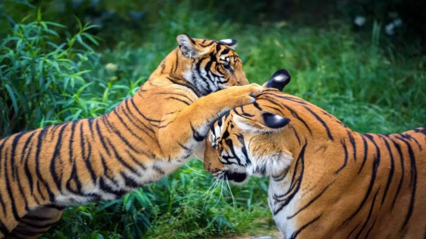 SC asks Karnataka, Centre to act on 5 tigers' death
