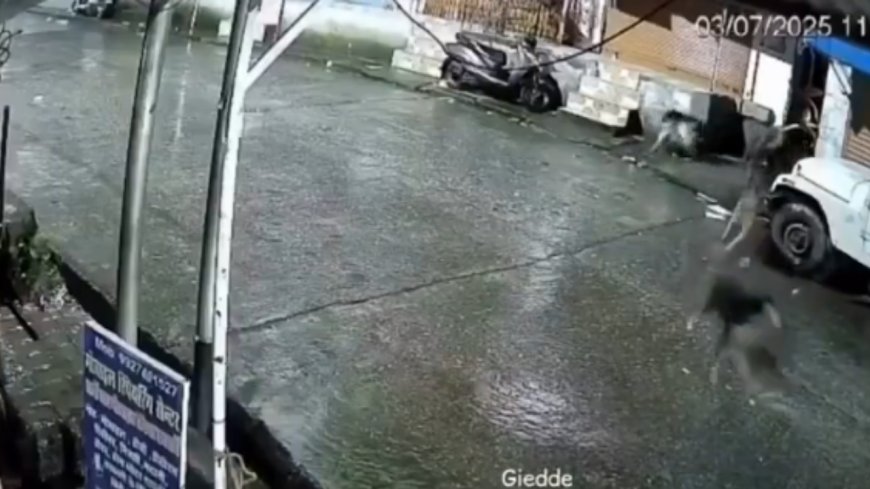Leopard or cat?: Dogs chase animal before they find out what it actually is - watch viral video