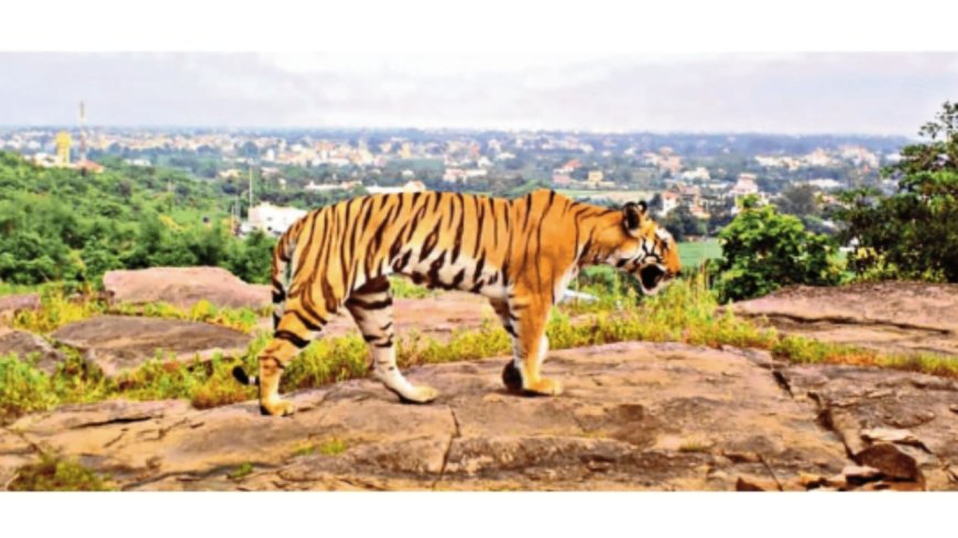 Bhopal’s ‘urban tigers’ & humans live and let live