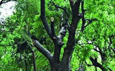 78,000 ha forest land diverted for non-forest use in 4 yrs: Government