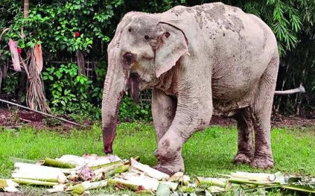 Crippled Maniki's 6-day walk sparks outrage in Assam