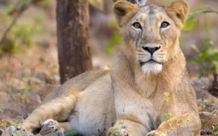 Lion's share: India's big cats roar to record 891; 32% jump in five years