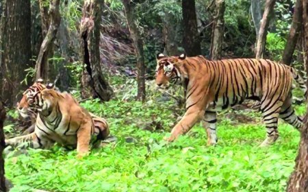 Ranthambore's queen, estimated to be 17-18, defies age, seen mating