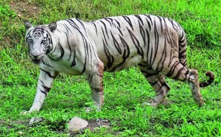 Whose white tiger is it? Turf war over shifting safari in MP