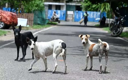 'Situation grim': SC directs Delhi govt, MCD to start picking up stray dogs; create helpline