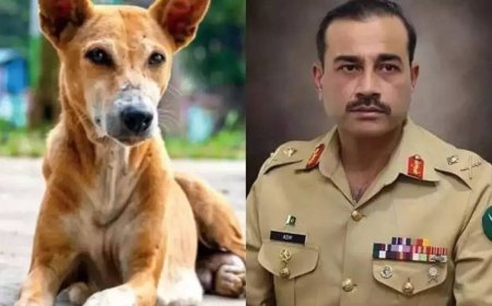 Evening news wrap: India rebuffs Pak's 'nuclear blackmail', slams Munir; SC rules on Delhi stray dog menace & more