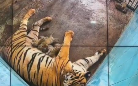 Delhi: 2 of 6 tiger cubs born last week in zoo die; 4 under close watch