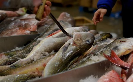 Govt asks seafood exporters to explore alternative markets in the wake of US tariff move