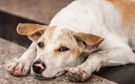 They say dogs are a man’s best friend & that is perhaps the guiding force behind rescue ops of canines & other animals in Odisha. TOI sheds light on such efforts