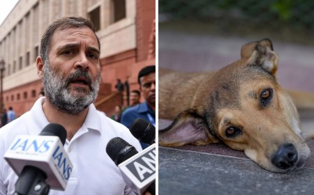 'Public safety, animal welfare go hand in hand': Rahul on SC's stray dog order; terms blanket removals 'cruel'