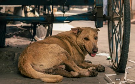 'No leftover food in open': SC issues warning to curb stray dogs in its premises; 'essential for safety of all'