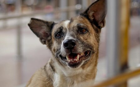 'Hope this is implemented strictly': Families of dog bite victims welcome SC order; ask those opposing to adopt