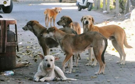 Rajasthan high court asks civic bodies to remove stray animals from all public places