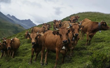 National animal status for cow? Centre gives details in Parliament - Here's what it said