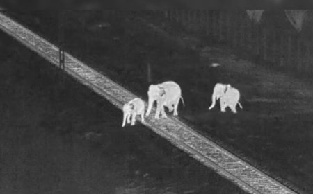 AI saves elephants: 6,592 safe elephant crossings on Tamil Nadu railway tracks; no fatalities in nine months