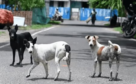 Show compassion for stray dogs, Buddhist scholars urge Supreme Court