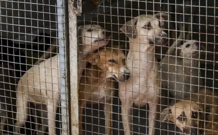 SC stray order: Study finds most human–street dog encounters in India peaceful; aggression seen in only 2%