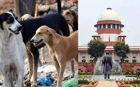 Delhi stray dogs issue: Do not ascribe to 'virtue signalling' over animal care, says SC; read full order