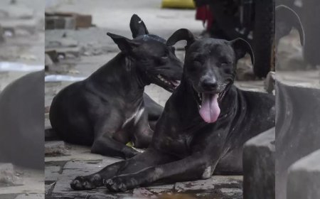 2.8 lakh stray dogs in UP sterilised in last 2 years
