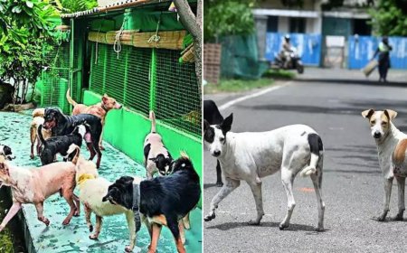 3-judge Supreme Court bench to hear issue of stray dogs afresh