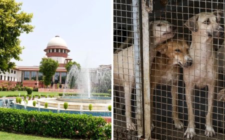 'Vocal minority vs silent majority’: SC reserves order in stray dogs row; bench to decide on stay of Aug 11 order