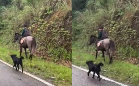Watch: Meghalaya boy riding horse to school, faithful dog trots along; video melts hearts