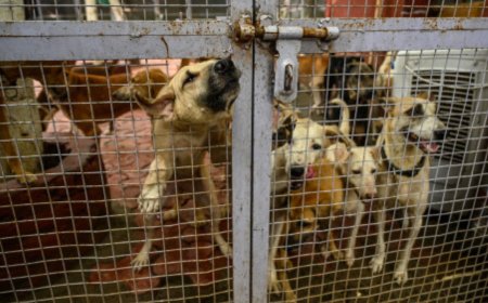 Stray dogs case: Supreme Court says whole problem is because of 'inaction' of authorities; 10 takeaways from hearing