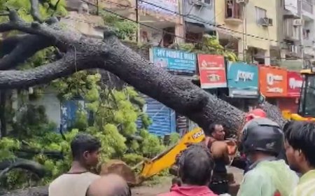 Tree fall, wall collapse: Delhi rain havoc claims 3 lives in 12 hrs; AAP seeks PWD minister's resignation