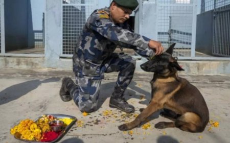 'Nepalese worship dogs, Indians must unite & save Delhi-NCR strays'