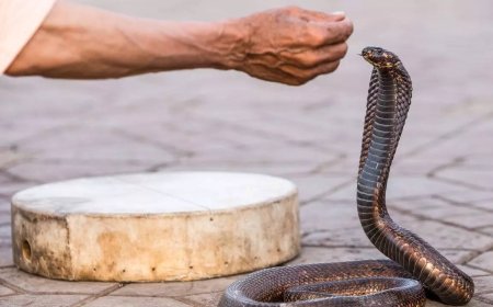 15-yr-old survives cobra bite after 76 anti-venom shots