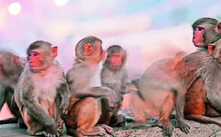 Bihar man dies in attack by 20 monkeys