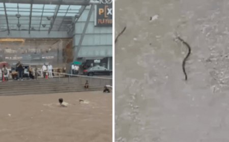 Snakes slithered, trees uprooted, rivers overflowed: What Mumbai rains did to the city – watch 10 videos that wreaked havoc