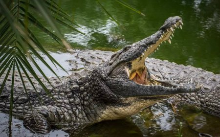 Mother battles crocodile, saves 5-year-old