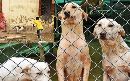 Birth control programme only way to control stray dog population: Centre