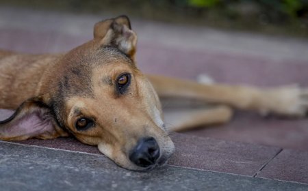 Dedicated feeding zones, vaccination & more: Supreme Court’s major order on stray dogs — Key takeaways