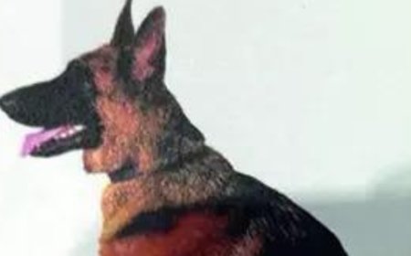 Sniffer dog attacks 4-year-old at Kolkata airport